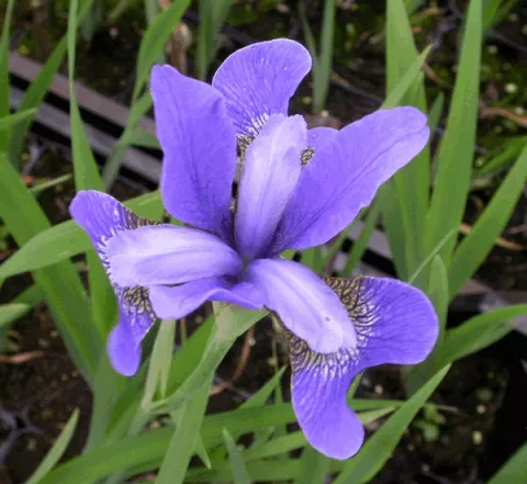 Iris sib. 'Blue King'
