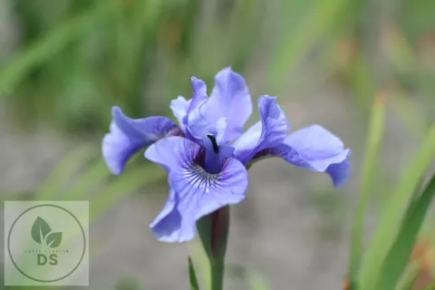 Iris sib. 'Blue Moon'