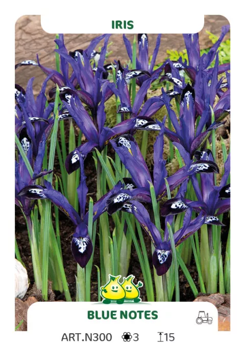 Iris reticulata 'Blue Note'