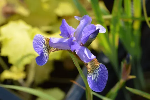 Iris sib. 'Caesar's Brother'