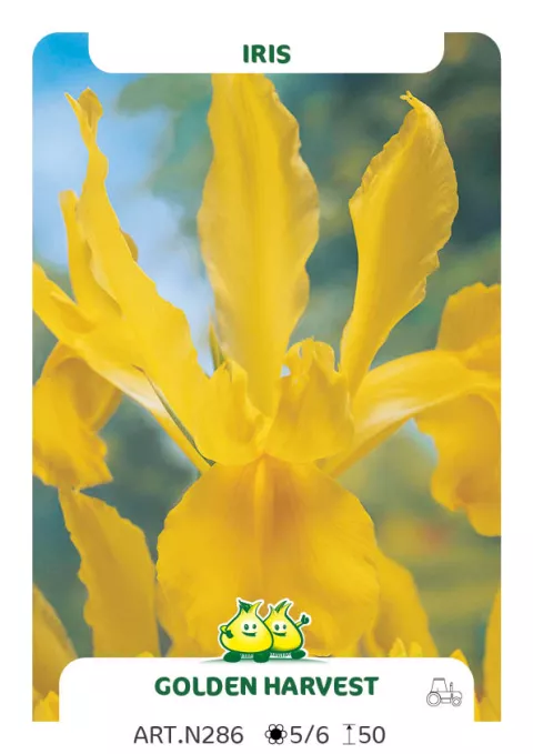 Iris hol. 'Golden Harvest'