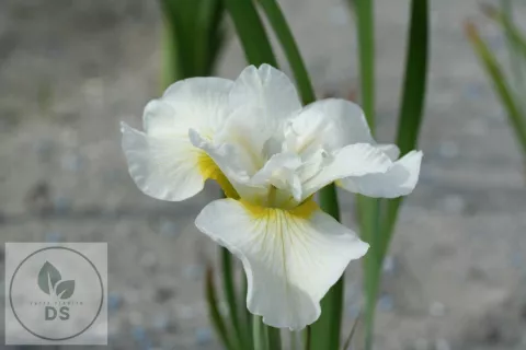 Iris sib. 'Harpswell Happiness'