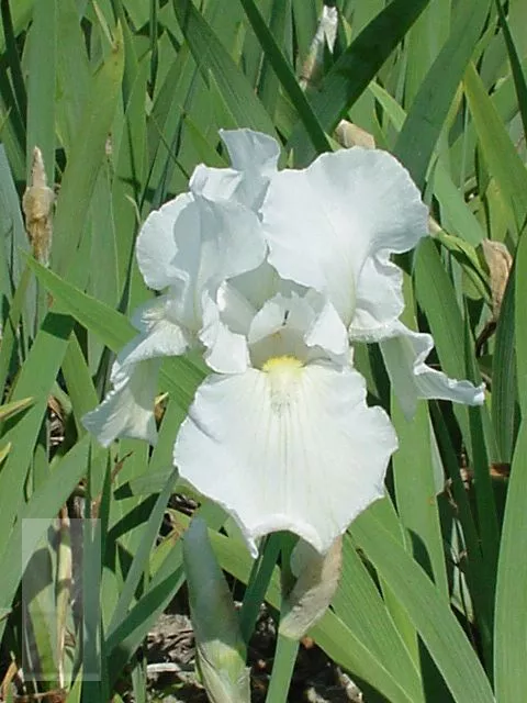 Iris (G) 'Immortality'