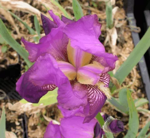 Iris (G) 'Imperator'