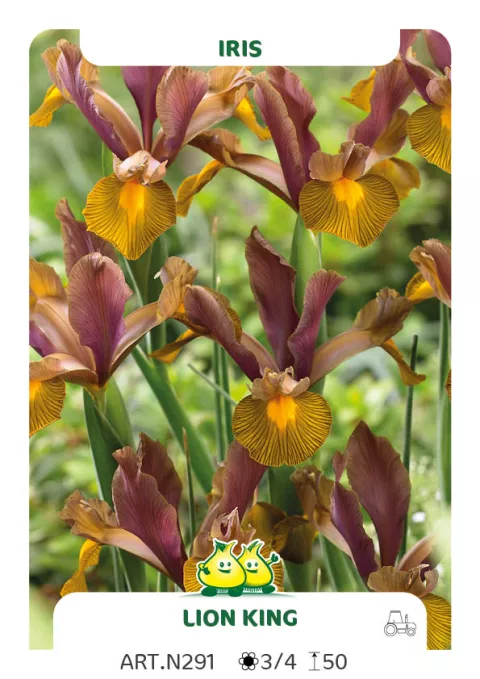 Iris hol. 'Lion King'