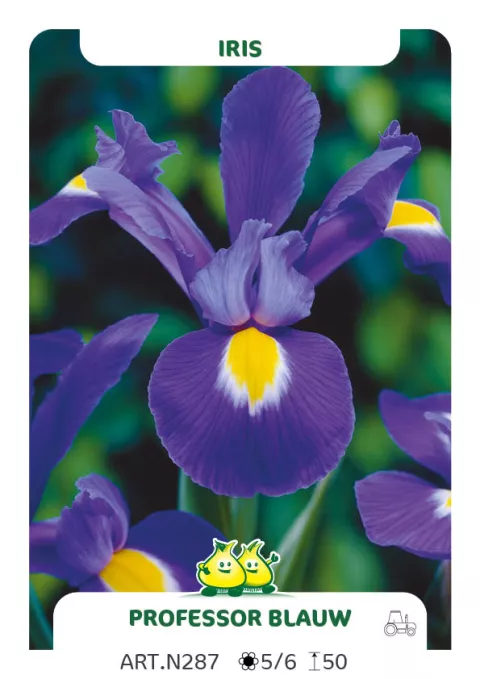 Iris hol. 'Professor Blauw'