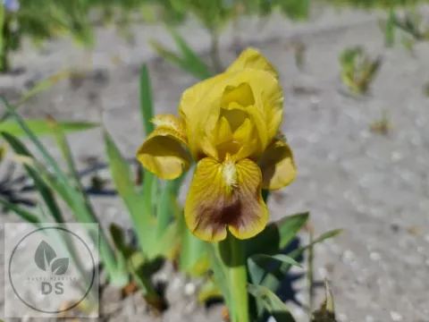 Iris (P) 'Path of Gold'