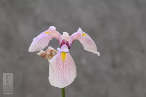 Iris laevigata 'Rose Queen'
