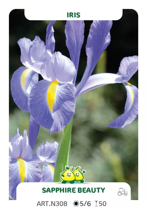 Iris hol. 'Sapphire Beauty'