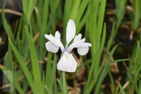 Iris laevigata 'Snowdrift'