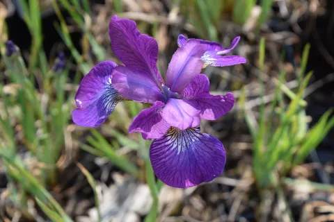 Iris sib. 'Sparkling Rose'