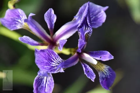 Iris versicolor