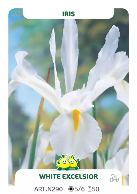 Iris hol. 'White Excelsior'