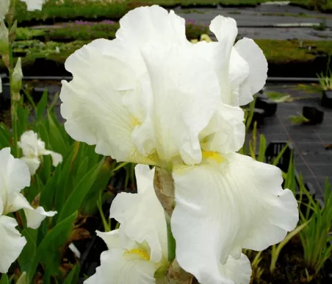 Iris (G) 'White Knight'