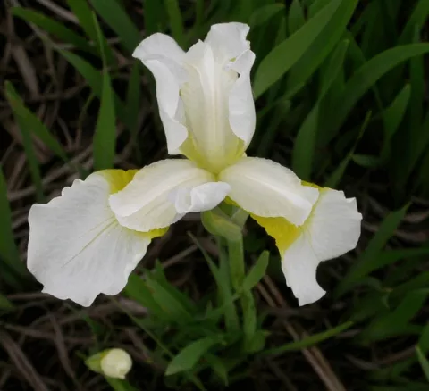 Iris sib. 'White Swirl'