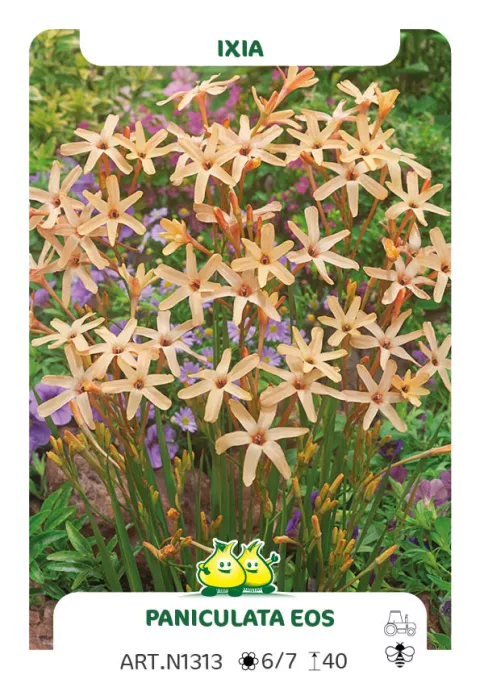 Ixia paniculata 'Eos'