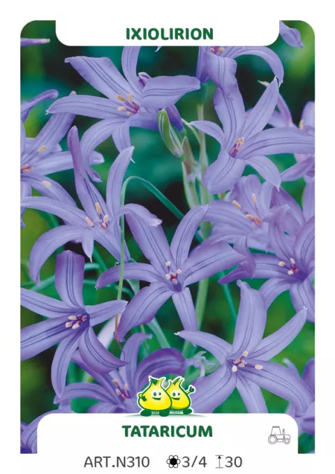 Ixiolirion tataricum