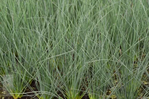 Juncus inflexus (glaucus)