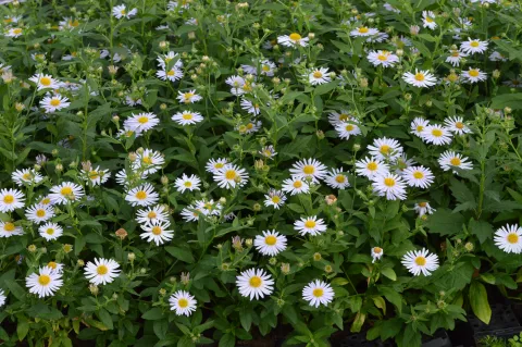 Kalimeris incisa 'Madiva'