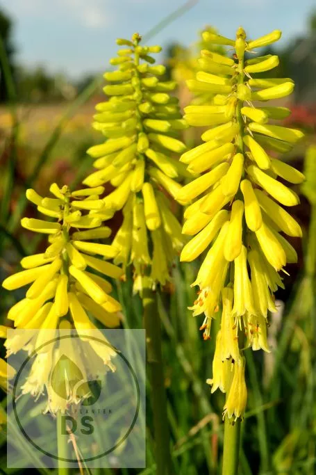 Kniphofia 'Lemon Popsicle' PBR