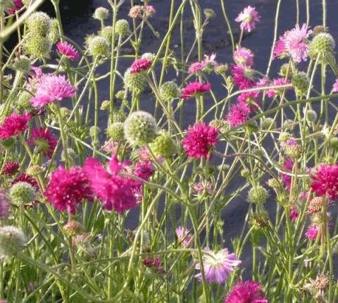 Knautia macedonica 'Melton Pastels'