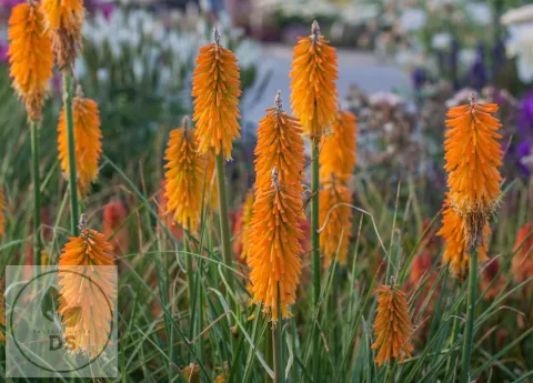 Kniphofia 'Mango Popsicle'