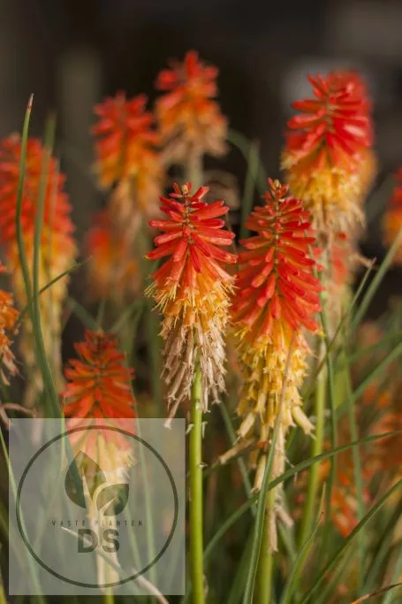 Kniphofia 'Papaya Popsicle'