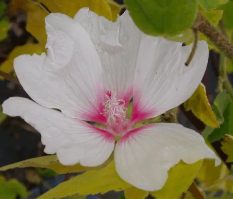 Lavatera 'Blushing Bride'