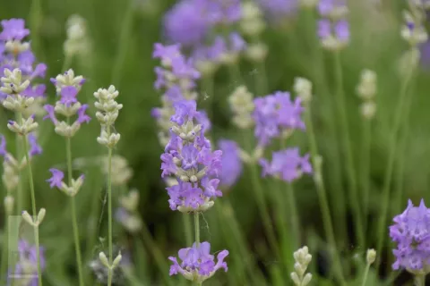 Lavandula ang. 'Blue Cushion'