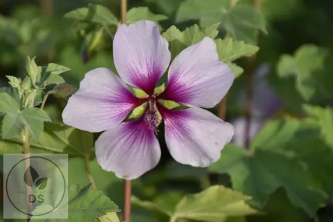 Lavatera maritima 'Bicolor'