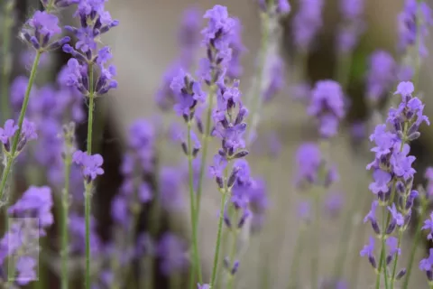 Lavandula ang. 'Brabant's Lust'