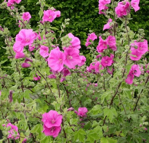 Lavatera 'Bredon Springs'