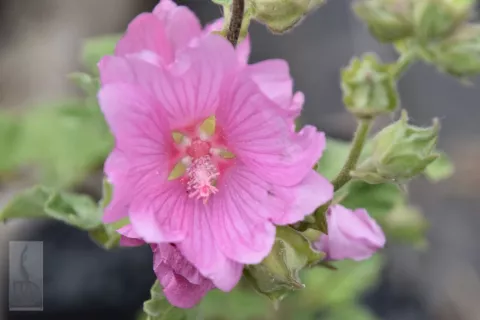Lavatera 'Candy Floss'