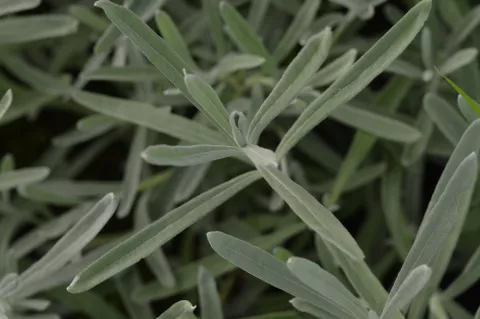 Lavandula ang. 'Dwarf Silver'