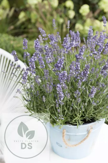 Lavandula ang. 'Essence Purple'