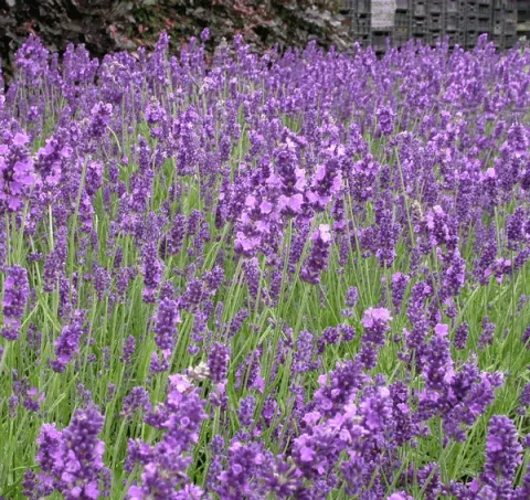Lavandula ang. 'Hidcote'