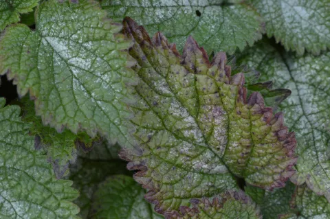Lamium orvala