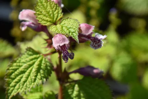 Lamium orvala