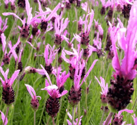 Lavandula stoechas 'Papillon'