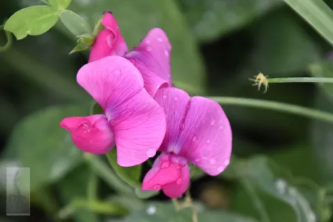 Lathyrus lat. 'Pink Pearl'