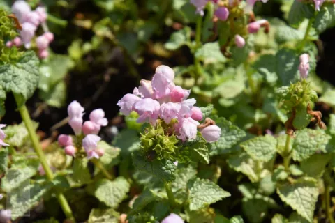 Lamium mac. 'Pink Pewter'