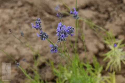 Lavandula interm. 'Provence'