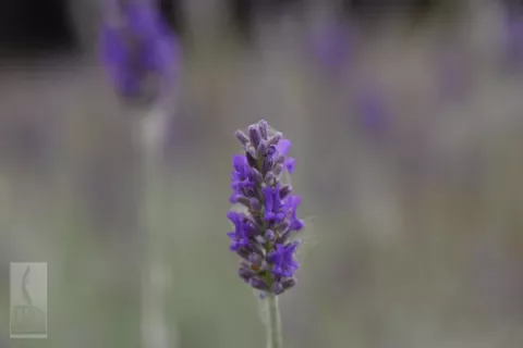 Lavandula 'Richard Gray'