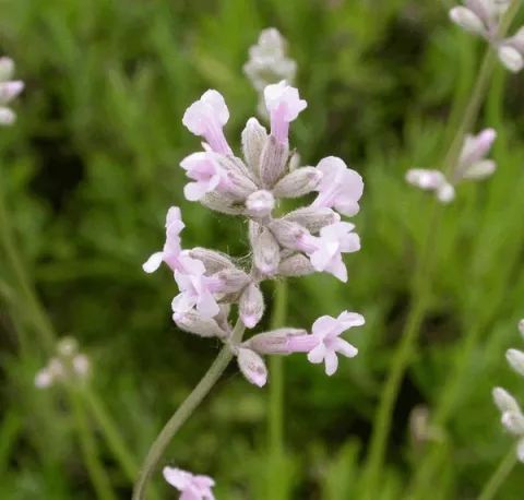 Lavandula ang. 'Rosea'