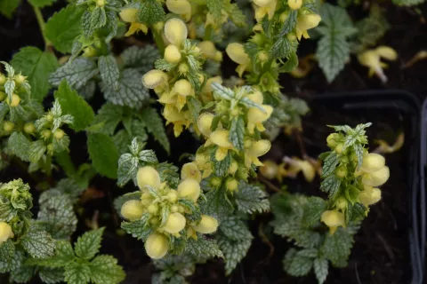 Lamiastrum gal. 'Silberteppich'