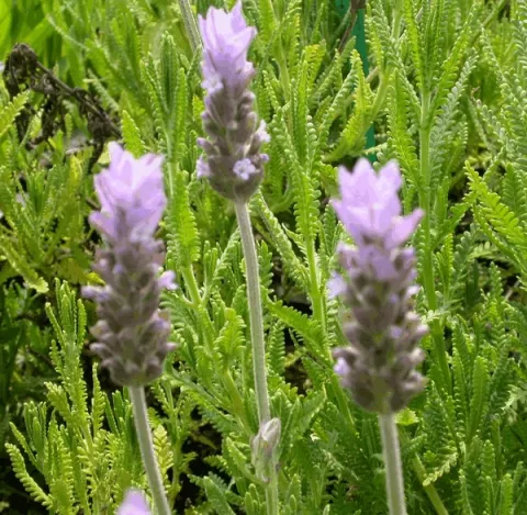 Lavandula stoechas