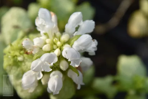 Lamium mac. 'White Nancy'