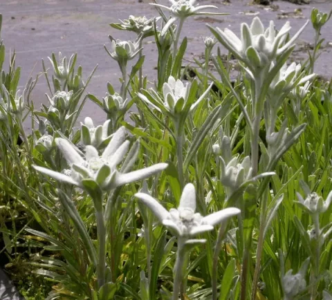 Leontopodium alpinum