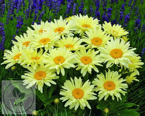 Leucanthemum (M) 'Banana Cream'