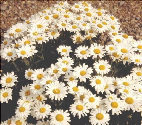 Leucanthemum (M) 'Dwarf Snow Lady'